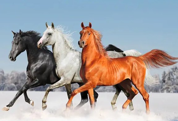 朝阳似火指什么生肖动物和动物