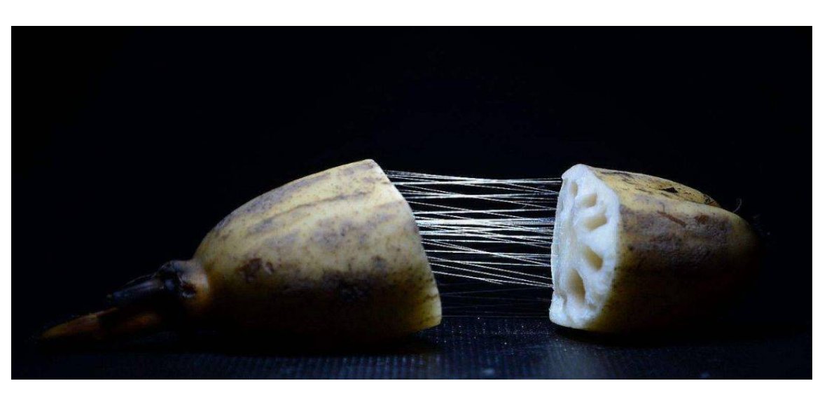 藕断丝连打一生肖