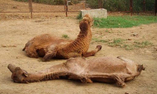 俗话说：瘦死的骆驼比马大；可俗话又说：拔了毛的凤凰不如鸡！谁知道是啥意思，又包含什么呢…