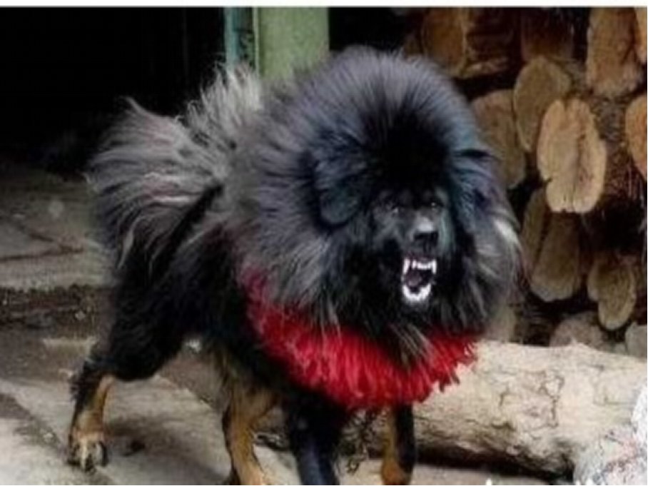 鬼獒真的存在吗