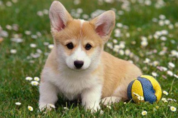 卒岁穷年指的是什么动物