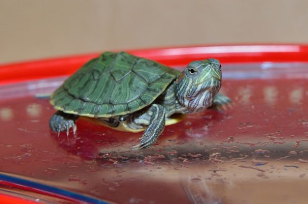 巴西龟冬天怎么养