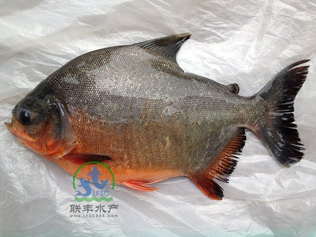 黑鳍巨脂鲤的乍一看这只是很普通的一种鱼