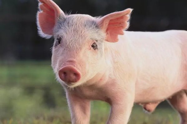 手到擒来比喻什么动物和生肖