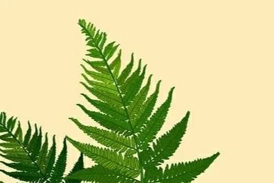 本内苏铁是什么植物？