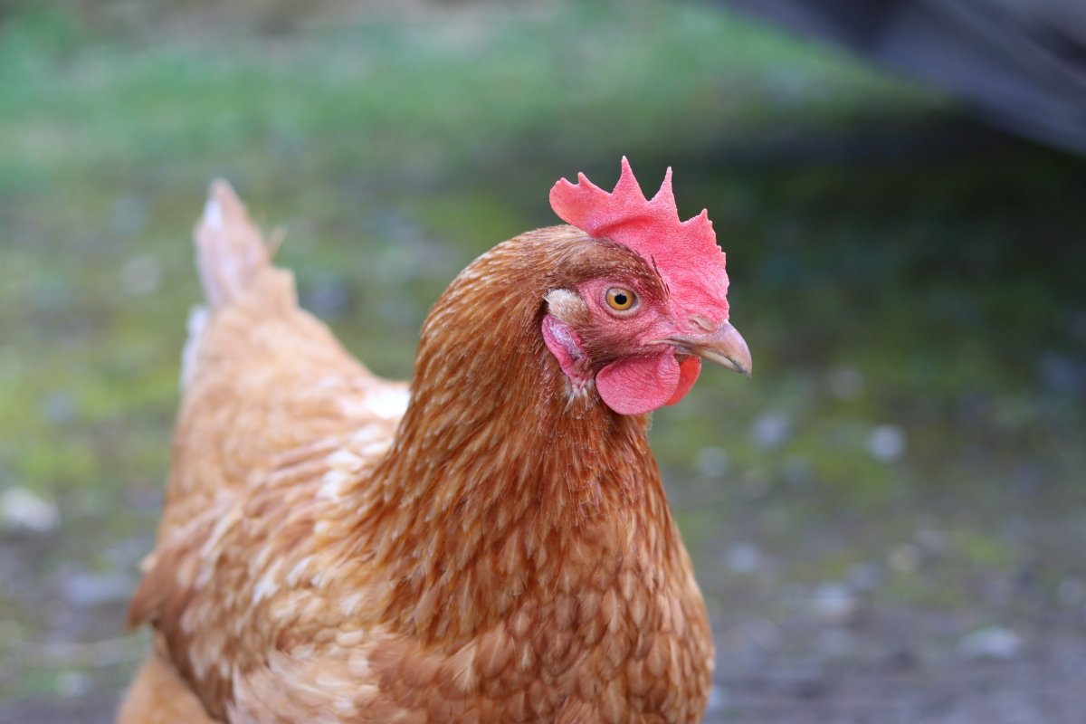 回光返照打一最佳生肖