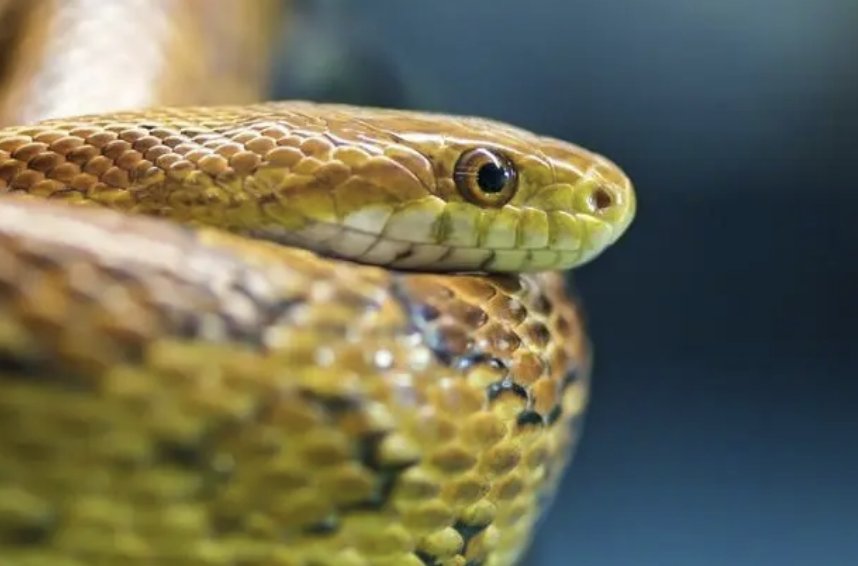 割须换袍打一动物生肖?