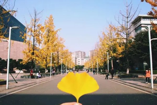 四川农业大学本一批调档线