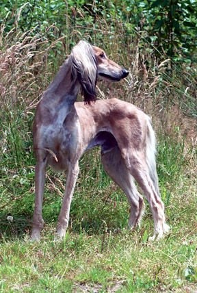 沙克犬的历史渊源