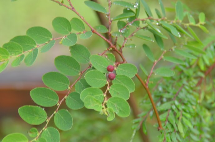 锡兰叶下珠的管理