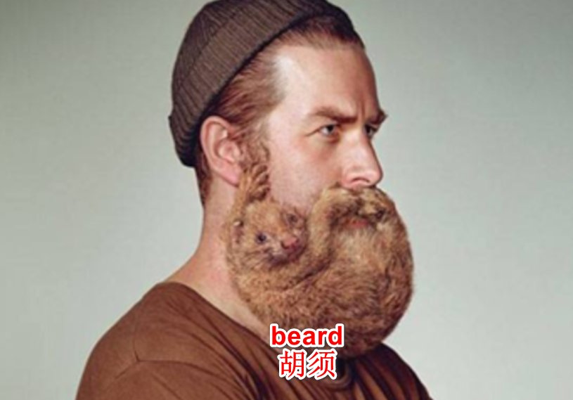 beard可数还是不可数