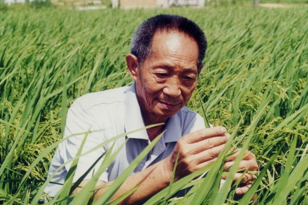 袁隆平在国际上真实地位是什么？