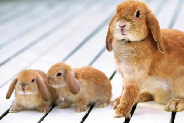 秋雨绵绵指哪个生肖