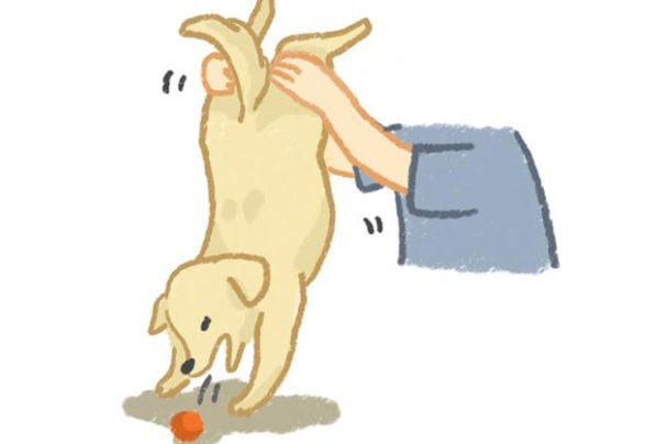 狗狗吃东西卡住了怎么办?