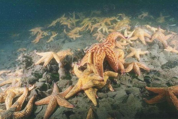 青岛胶州湾捕杀海星45万斤，海星泛滥的原因是什么？