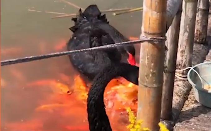 黑天鹅衔食喂锦鲤背后原因揭晓,是什么情况?