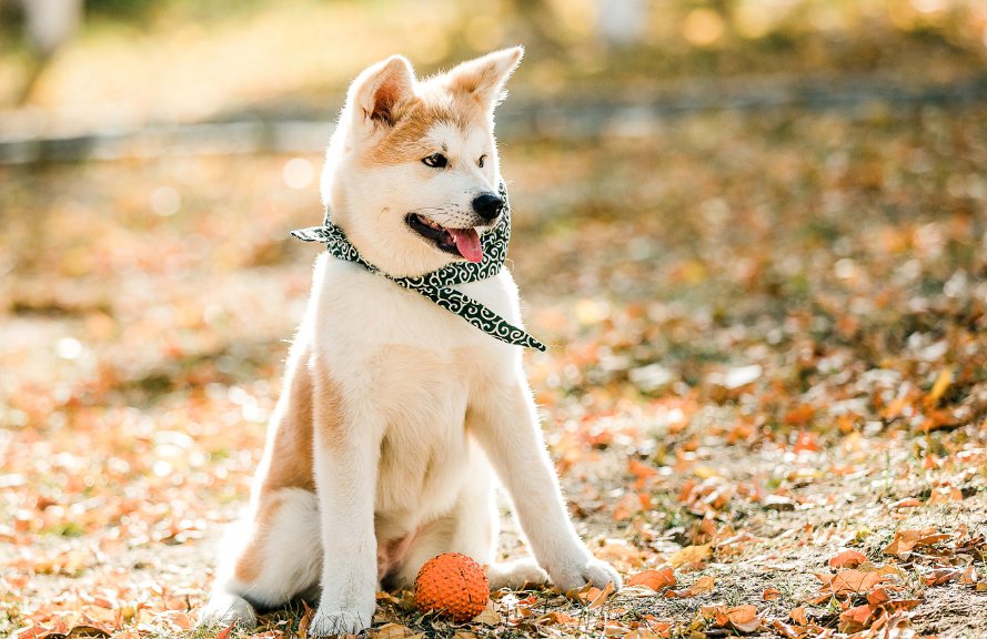 呼庚呼癸比喻什么生肖