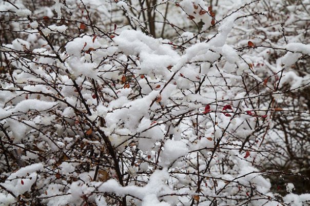 以下哪句古诗描写了小雪时节的景象天下撒来云母粉还是绿杨阴里白沙堤