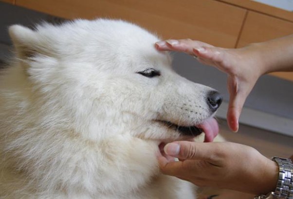 狗狗吃东西卡住了怎么办?