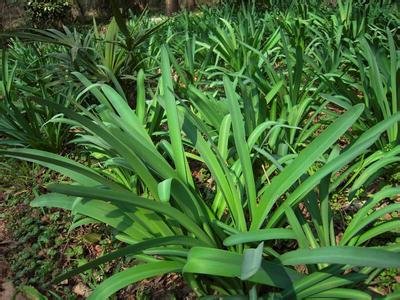 求彼岸花叶子唯美图片。