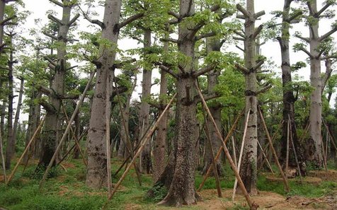 大树网大学生购物商城的购物保障