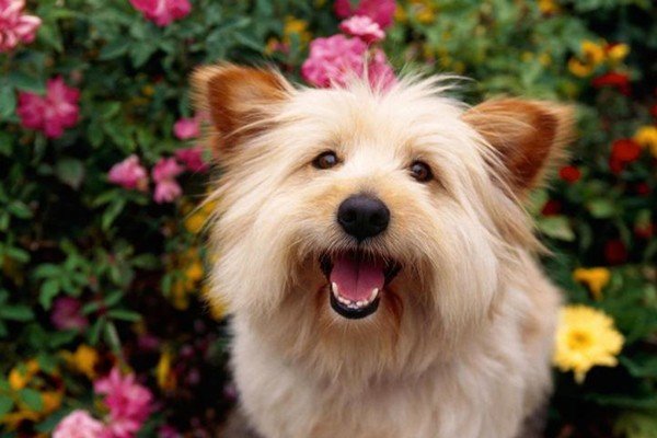 小狗学叫第三种结局的续写