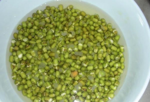 绿豆前七天生长每一天有什么变化？