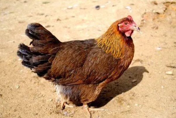 丢眉丢眠打一生肖