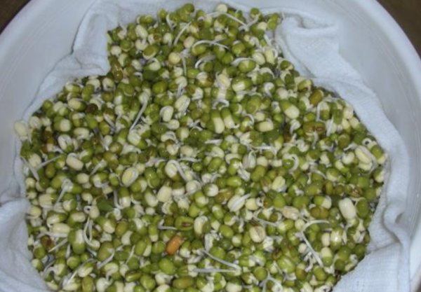 绿豆前七天生长每一天有什么变化？