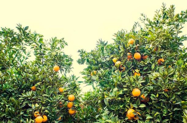 描写秋天果园丰收的景象