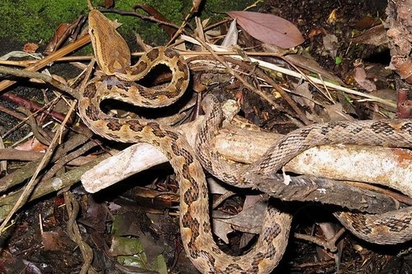 十大最诡异的蛇