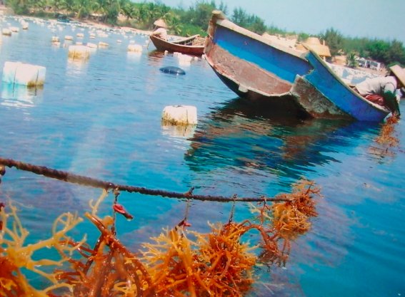 中国古代神兽同名的麒麟菜种在？