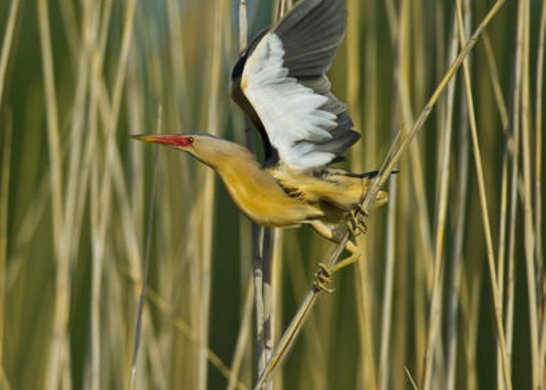 小鸟遇人僵直脖子伪装枯草，这只小鸟是什么品种？