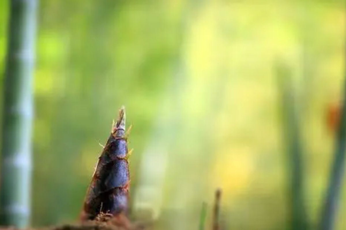 用雨后春笋写一个比喻句