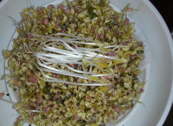 绿豆前七天生长每一天有什么变化？