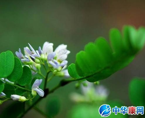 秧青的形态特征