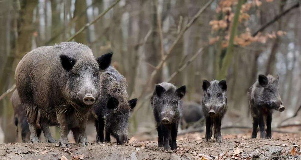 贵州毕节一野猪闯进女装店，倒头就睡，当地野猪泛滥了吗？
