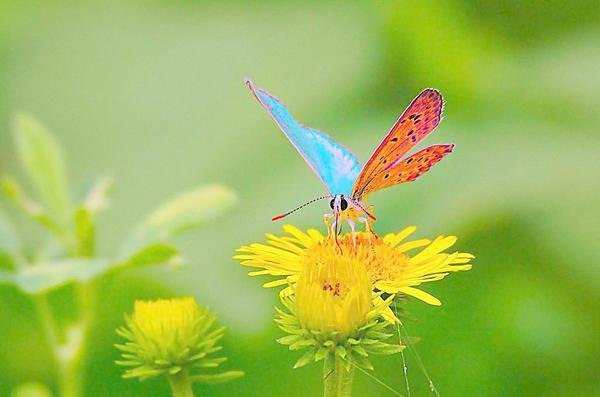 风水学半夜家里飞进一只很大的黑蝴蝶代表什么