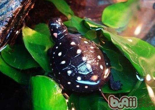 水龟虫的生活习性