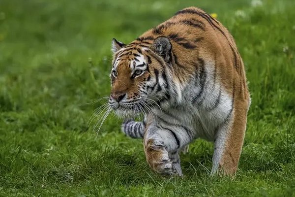 1926年出生属什么