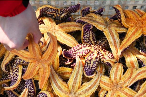 青岛胶州湾捕杀海星45万斤，海星泛滥的原因是什么？