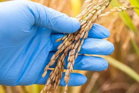 北方的水稻一年收几次