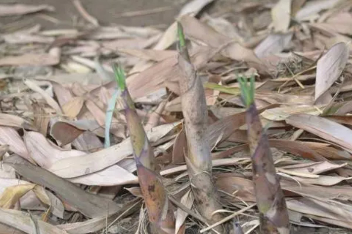 用雨后春笋写一个比喻句