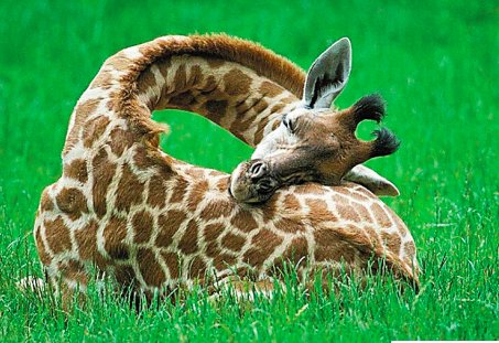 长颈鹿可以趴着睡觉吗