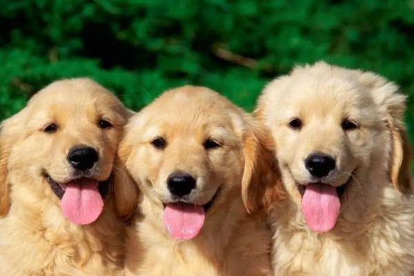 女子遛狗忘带绳，用挎包套狗脖子，这样操作安全吗？