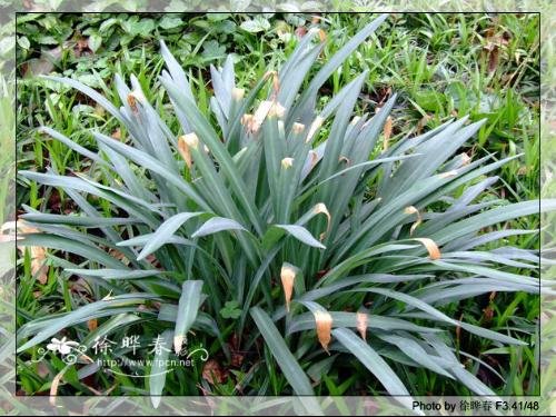 求彼岸花叶子唯美图片。