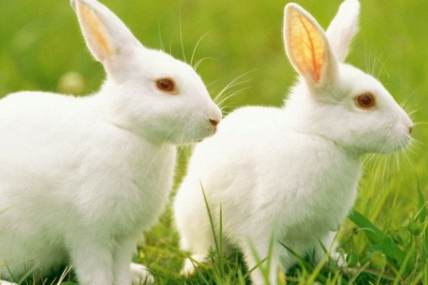 卒岁穷年指的是什么动物