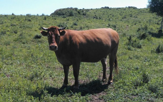 荆棘丛生猜一生肖