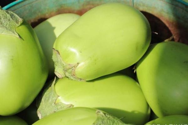 辽宁绿茄子火了，辽宁绿茄子有什么特别之处？