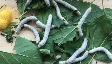 家里养蚕的危害